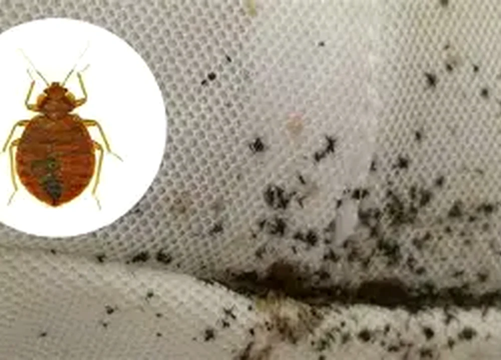 Realistic photo of black spotting and bed bug evidence on mattress fabric